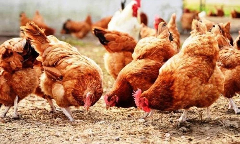 Ασία: Δώρα για όποιον εμβολιάζεται! Κότες, αγελάδες... μέχρι διαμερίσματα